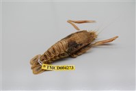 藏品(盲眼多螯蝦)的圖片